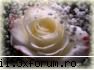 Ce Este Dragostea ? - Iubirea de tara, iubirea de parinti, de prieteni - Dragostea E O Joaca?